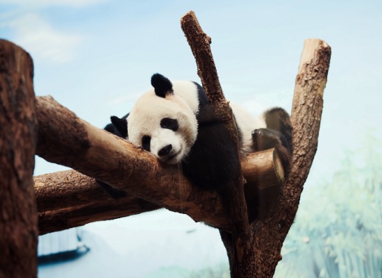 Животный мир Москвы